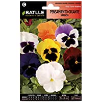 Semillas de Flores - Pensamiento Gigante variado - Batlle